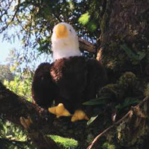 Eagle